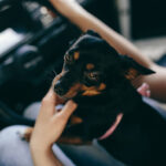 female-woman-dog-pet-preview